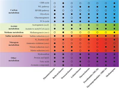 Community, Distribution, and Ecological Roles of Estuarine Archaea